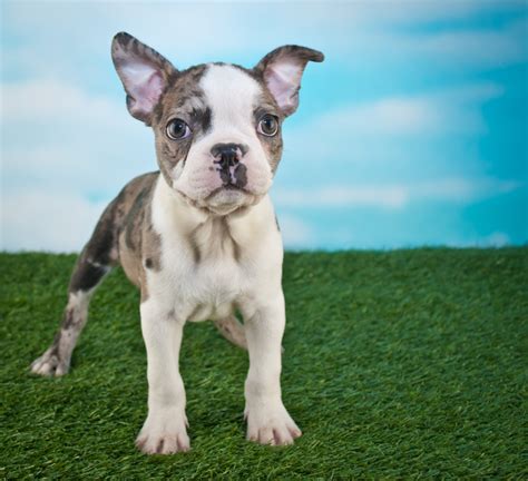 frenchtons puppies